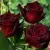 Саженцы роз ЧЕРНАЯ МАГИЯ чайно-гибридная в Москве