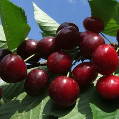 Черешня РЕВНА — описание сорта Черешня РЕВНА в Москве