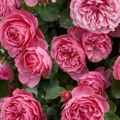 Саженцы роз ЛЕОНАРДО ДА ВИНЧИ флорибунда — описание сорта Саженцы роз ЛЕОНАРДО ДА ВИНЧИ флорибунда в Москве