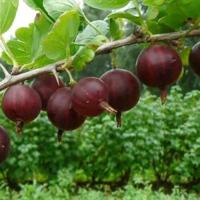 Крыжовник КРЫЖАЧОК — описание сорта Крыжовник КРЫЖАЧОК в Москве