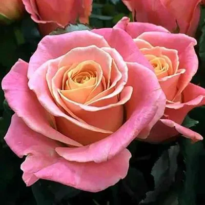 Саженцы роз МИСС ПИГГИ чайно-гибридная — описание сорта Саженцы роз МИСС ПИГГИ чайно-гибридная в Москве