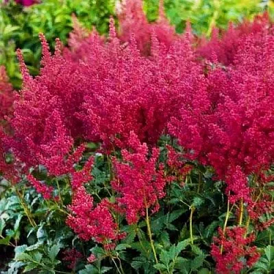 Астильба КОБЛЕНЦ японская  Астильба КОБЛЕНЦ японская в Москве