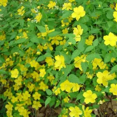 Керрия японская ГОЛДЕН ГИНЕЯ — описание сорта Керрия японская ГОЛДЕН ГИНЕЯ в Москве