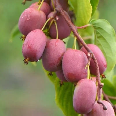 Актинидия КЕНС РЕД аргута — описание сорта Актинидия КЕНС РЕД аргута в Москве