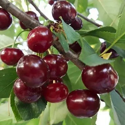 Дюк СЛАВЯНКА  Дюк СЛАВЯНКА в Москве