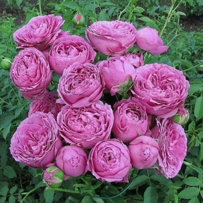 Саженцы роз МИСТИ БАБЛС спрей — описание сорта Саженцы роз МИСТИ БАБЛС спрей в Москве