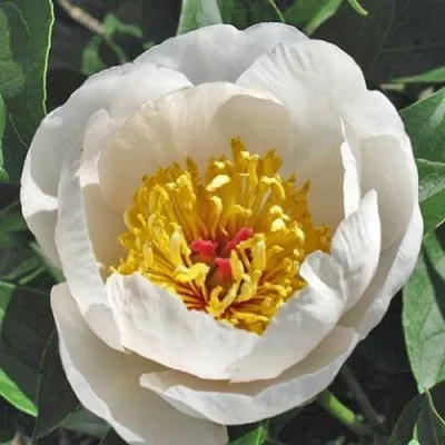 Пион РЕКВИЕМ травянистый — описание сорта Пион РЕКВИЕМ травянистый в Москве