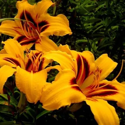 Лилейник БОНАНЗА гибридный — описание сорта Лилейник БОНАНЗА гибридный в Москве