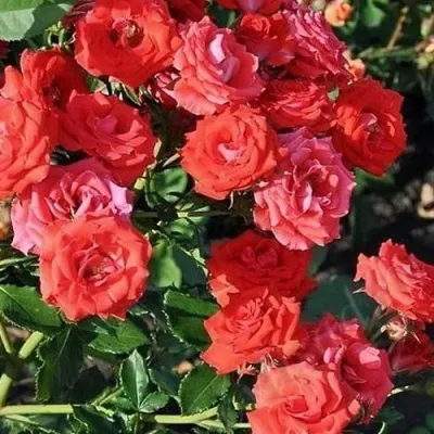 Саженцы роз МИДЖЕТ спрей — описание сорта Саженцы роз МИДЖЕТ спрей в Москве