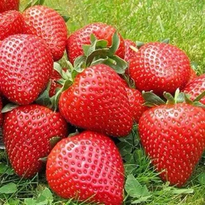 Клубника ЭЛИАНЕ — описание сорта Клубника ЭЛИАНЕ в Москве