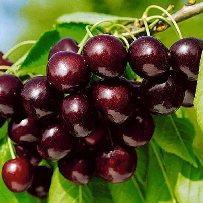 Черешня ВИТЯЗЬ в Москве