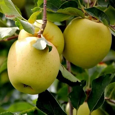Яблоня ГОЛДЕН ВЛАДИМИРСКИЙ  Яблоня ГОЛДЕН ВЛАДИМИРСКИЙ в Москве