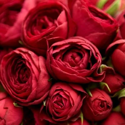 Саженцы роз РЕД ЛЕЙС спрей — описание сорта Саженцы роз РЕД ЛЕЙС спрей в Москве