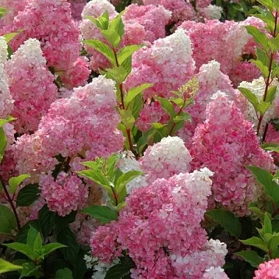 Гортензия МЕЛЬБА ФРАЙЗ метельчатая  Гортензия МЕЛЬБА ФРАЙЗ метельчатая в Москве