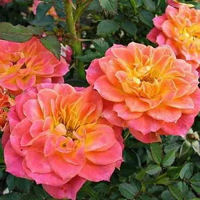 Саженцы роз МАНДАРИН миниатюрная  Саженцы роз МАНДАРИН миниатюрная в Москве