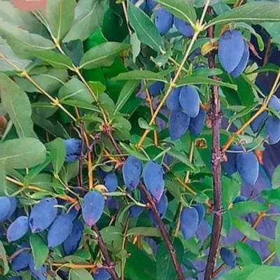 Жимолость съедобная КОЛИН — описание сорта Жимолость съедобная КОЛИН в Москве