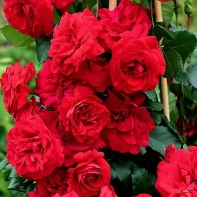 Саженцы роз АМАДЕУС плетистая — описание сорта Саженцы роз АМАДЕУС плетистая в Москве