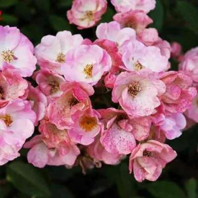 Саженцы роз АЛДЕН БИЗЕН мускусная — описание сорта Саженцы роз АЛДЕН БИЗЕН мускусная в Москве