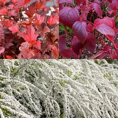 Комплект ЖИВАЯ ИЗГОРОДЬ в Москве