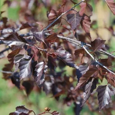Береза РОЯЛ ФРОСТ повислая в Москве