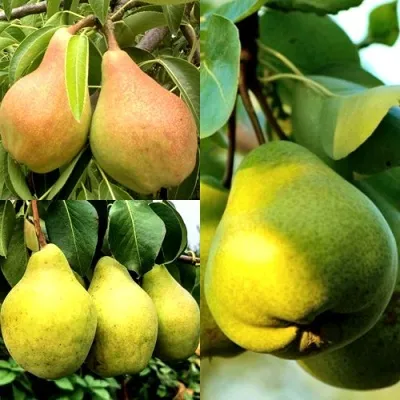 Комплект НАСТОЯЩИЙ ВОСТОРГ — описание сорта Комплект НАСТОЯЩИЙ ВОСТОРГ в Москве