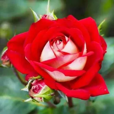 Саженцы роз НЬЮ ФЭШН чайно-гибридная — описание сорта Саженцы роз НЬЮ ФЭШН чайно-гибридная в Москве