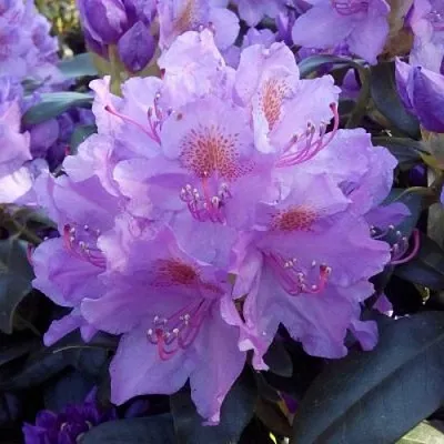 Рододендрон  Рододендрон в Москве