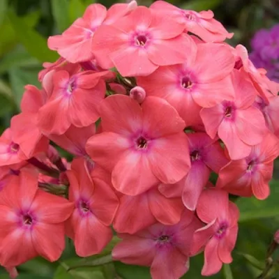 Флокс ВАТЕРМЕЛОН ПАНЧ метельчатый в Москве