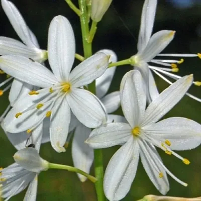 Венечник ветвистый  Венечник ветвистый в Москве