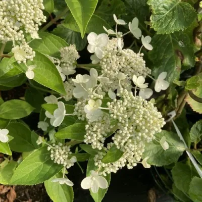 Гортензия ПРИМ ВАЙТ метельчатая — описание сорта Гортензия ПРИМ ВАЙТ метельчатая в Москве