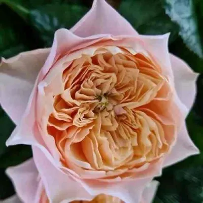 Саженцы роз ВУВУЗЕЛА РОМАНТИК чайно-гибридная — описание сорта Саженцы роз ВУВУЗЕЛА РОМАНТИК чайно-гибридная в Москве