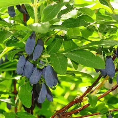 Жимолость съедобная ЛЕБЁДУШКА  Жимолость съедобная ЛЕБЁДУШКА в Москве