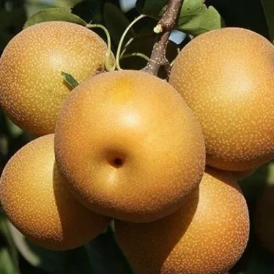 Груша НЭШИ азиатская — описание сорта Груша НЭШИ азиатская в Москве