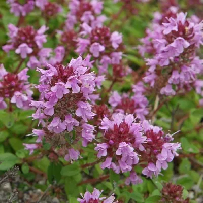 Тимьян яйцевидный  Тимьян яйцевидный в Москве