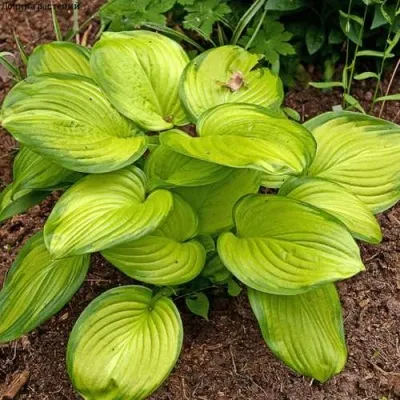 Хоста СТЕЙНД ГЛАСС гибридная — описание сорта Хоста СТЕЙНД ГЛАСС гибридная в Москве