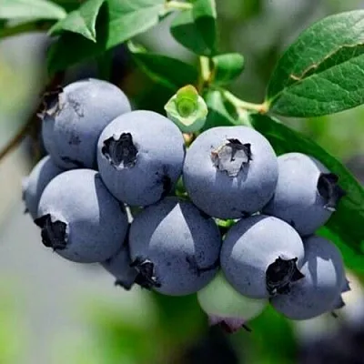 Голубика СИЕРРА  Голубика СИЕРРА в Москве