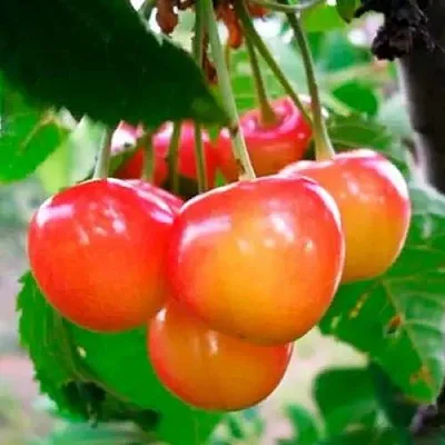 Черешня ДОНЧАНКА  Черешня ДОНЧАНКА в Москве