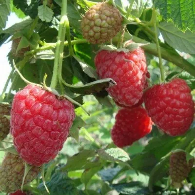 Малина КОЛОКОЛЬЧИК — описание сорта Малина КОЛОКОЛЬЧИК в Москве