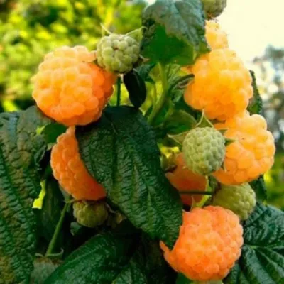 Малина АБРИКОСОВАЯ — описание сорта Малина АБРИКОСОВАЯ в Москве