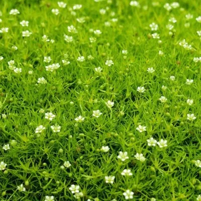 Мшанка ШИЛОВИДНАЯ в Москве