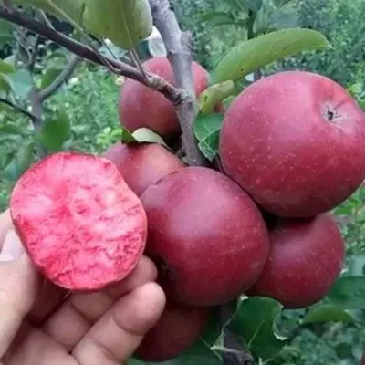 Яблоня РЕД КЕТТИ — описание сорта Яблоня РЕД КЕТТИ в Москве