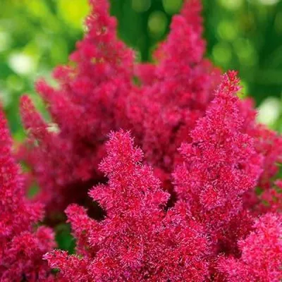 Астильба КОБЛЕНЦ японская — описание сорта Астильба КОБЛЕНЦ японская в Москве
