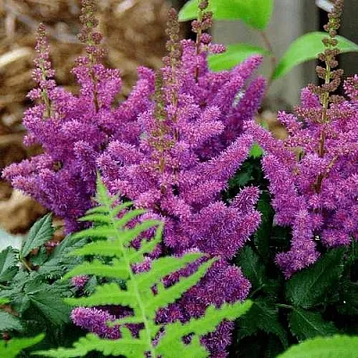 Астильба БЛЭК ЭНД БЛУ китайская  Астильба БЛЭК ЭНД БЛУ китайская в Москве