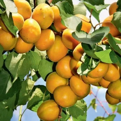 Абрикос БРЯНСКИЙ РАННИЙ — описание сорта Абрикос БРЯНСКИЙ РАННИЙ в Москве