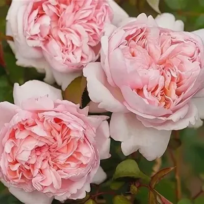 Саженцы роз МАУРИЦИЯ чайно-гибридная в Москве