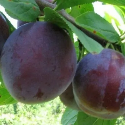 Слива СТАРТОВАЯ — описание сорта Слива СТАРТОВАЯ в Москве