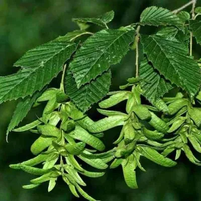 Граб  в Москве