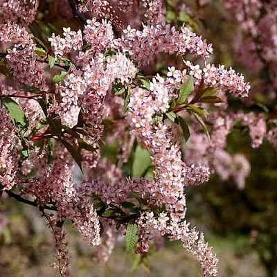 Черемуха НЕЖНОСТЬ  Черемуха НЕЖНОСТЬ в Москве