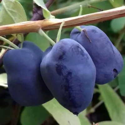 Жимолость съедобная БОРЕАЛ БЬЮТИ (СЕВЕРНАЯ КРАСАВИЦА) — описание сорта Жимолость съедобная БОРЕАЛ БЬЮТИ (СЕВЕРНАЯ КРАСАВИЦА) в Москве