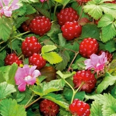 Княженика СОФИЯ — описание сорта Княженика СОФИЯ в Москве